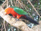 King Parrot.JPG (150 KB)